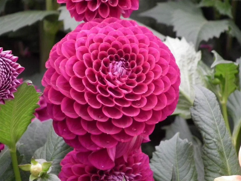 Floral marquee in the long water area 46